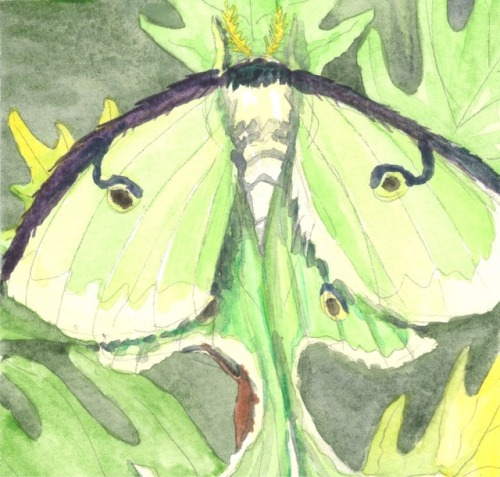 purplespottedservals: JuneBug2017 2/30 Luna Moth (DeviantArt)