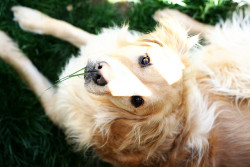 de-la-valliere:  Scouty Poo by iluv2bauntie on Flickr. 