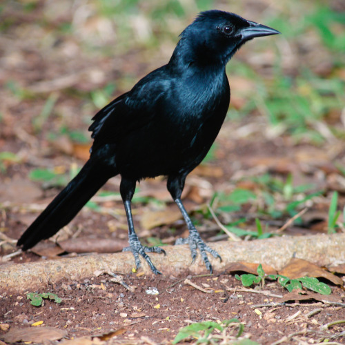 debunkshy:Black CatbirdEndemicYucatan, MX