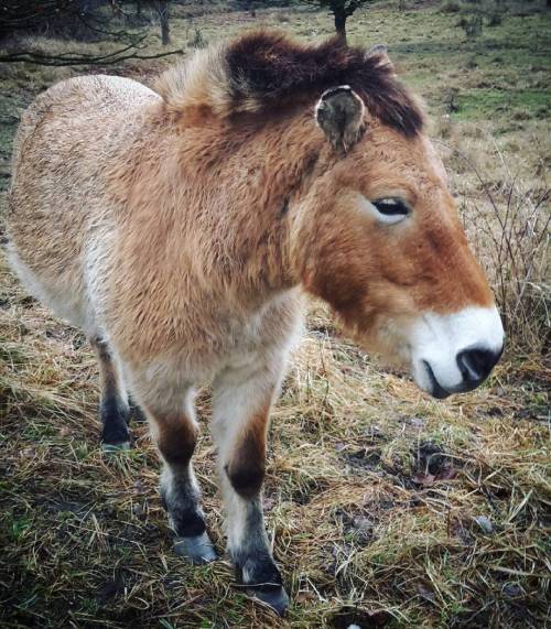 More fuzzy than my kitties #przewalskihorse #thaki #equsferus #wildhorse