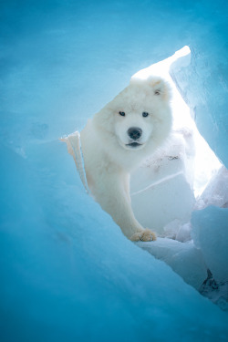 handsomedogs:  Samoyed or Polar Bear |  