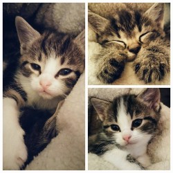 cute-overload:  My moms cat got 3 cute kittens