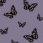 coolbutterfly19