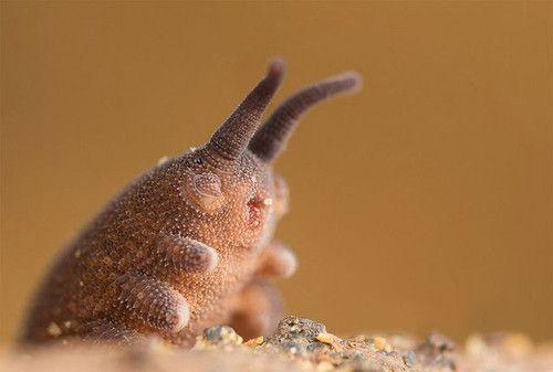futurnow:  Scientists named a newly discovered species of velvet worm the Eoperipatus totoro ! (from My Neighbour Totoro).