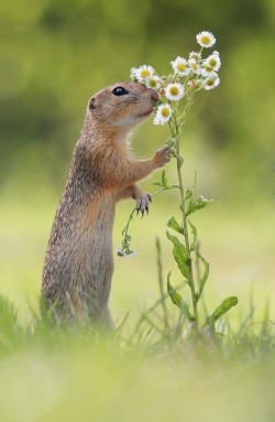 beautiful-wildlife:  Deep Breath by Julian Rad 