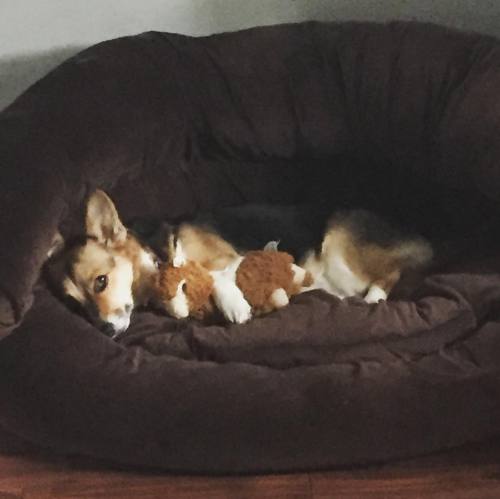 River caught the cuddle bug with her alpaca