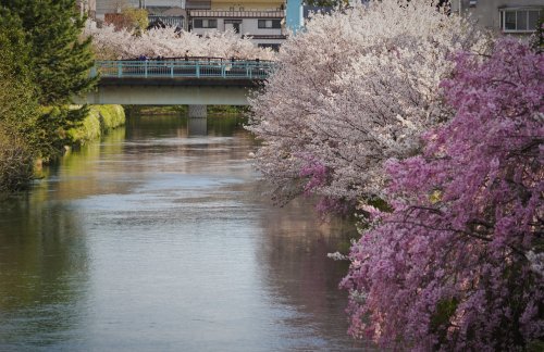 伏見の桜