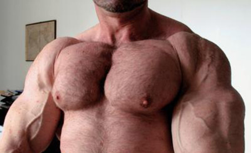 gymbear:  Germanbuilder 