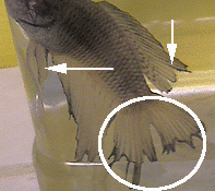 I'm a fish person. — What is fin melt vs fin rot? And how do I know if