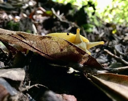 Banana slug on bay tree leaf litter.-Spores&amp;More 