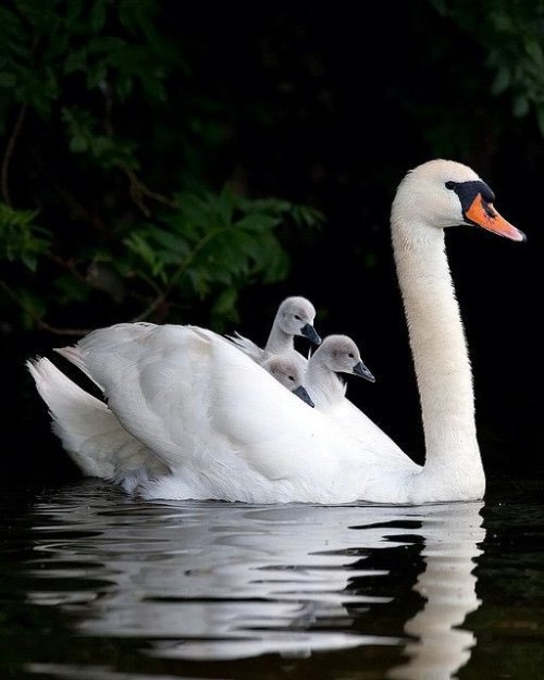 brigantias-isles:Swan Boats  ❀