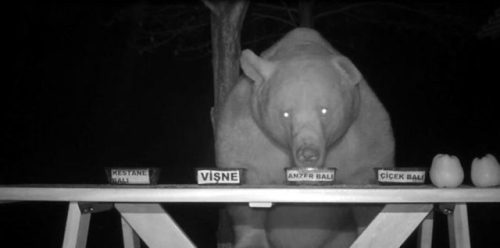 bunnyhoppingtheworld:recommend:Bears kept stealing honey from a man’s bee farm so he turned them int