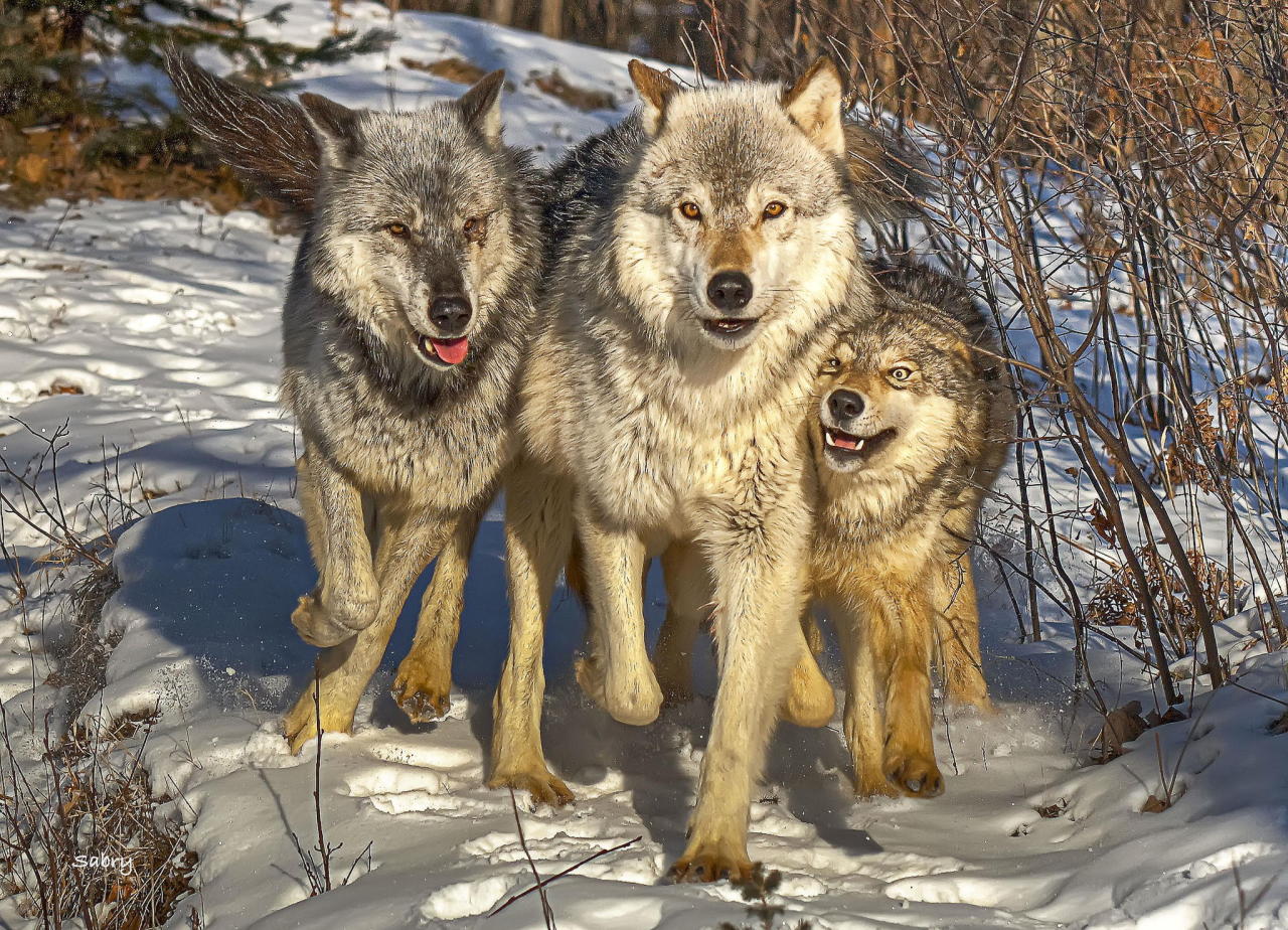 llbwwb:  (via 500px / Close wolf family by Sabry Mason)