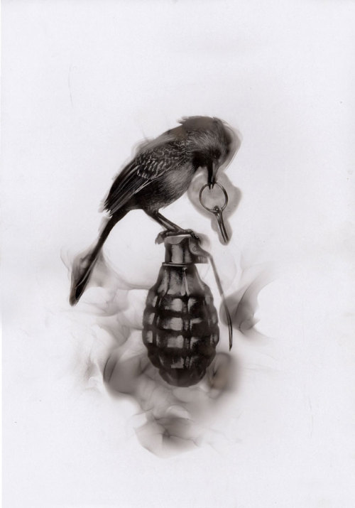  Artist Steve Spazuk’s Ornithocide uses soot to paint birds juxtaposed with instruments of death to bring attention to those birds which are killed by eating insects infected by pesticides. 