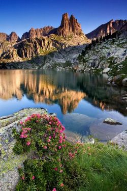 crescentmoon06:    Pyrenees flowers - © Enrique Fernández   