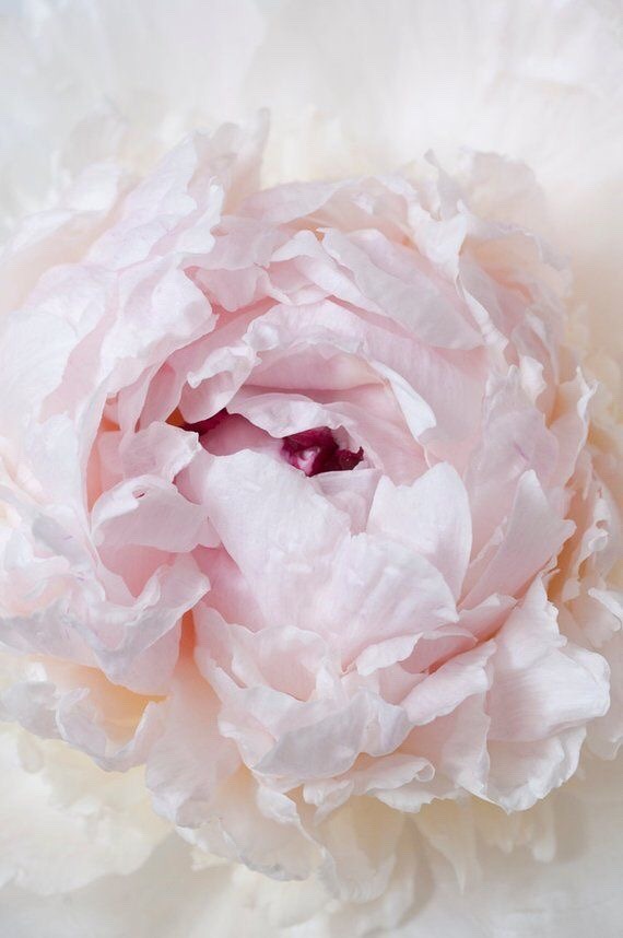 allthingsshabbyandbeautiful:  