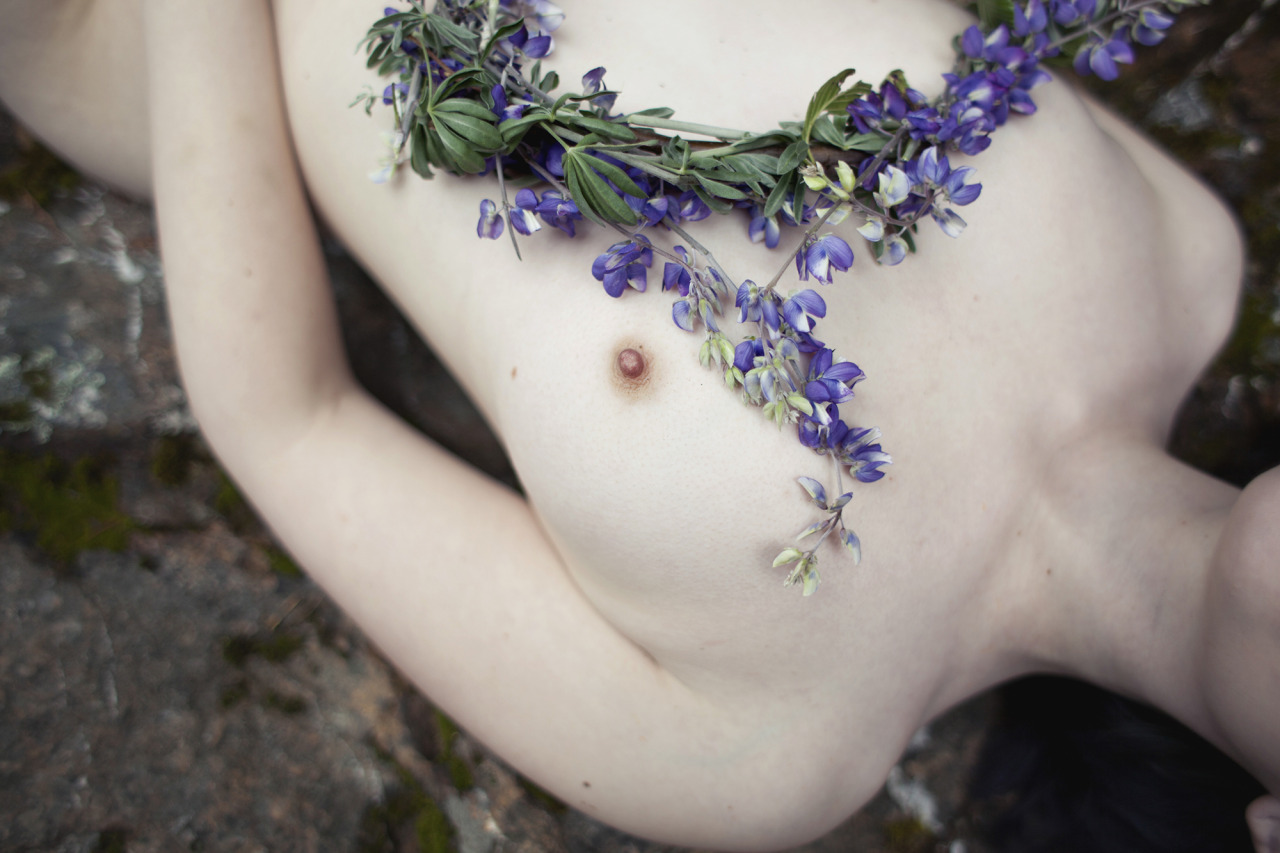 cleanmoralpolite:  Lupines.Luna, photographed by Me. 