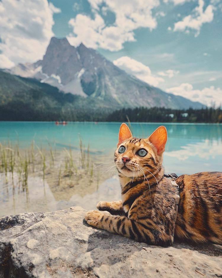 archiemcphee:  Every day is Caturday for Suki the Adventure Cat. Suki is a gorgeous