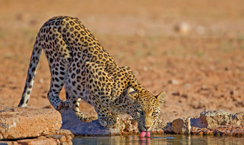 Thirsty Leopard. Photo by Hendri Venter