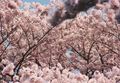 englishsnow:Washington DC cherry blossoms by Bill Holmes