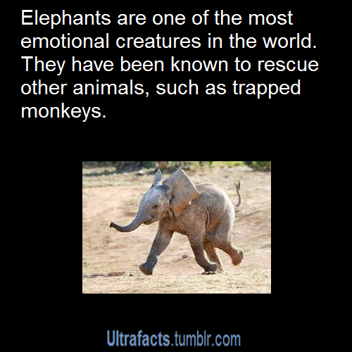ultrafacts:  Source  More Ultrafacts
