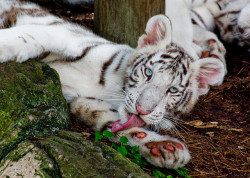 theanimalblog:  White Tiger Cub. Photo by