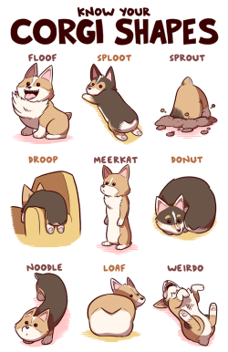 theempathiccub:  samandfuzzy:   Important Corgi Facts     😍😍😍