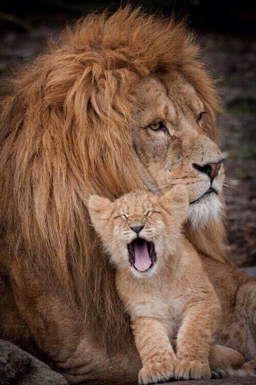 freshcoolwater:Lion with Cub