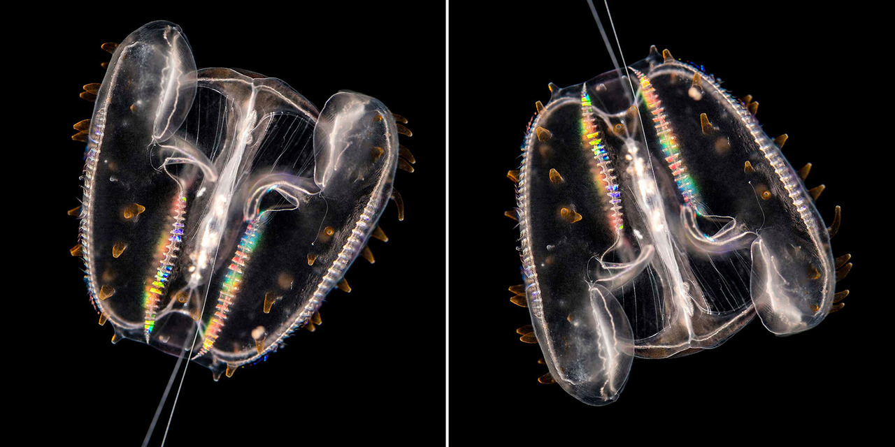 Baby Leucothea pulchra spotted comb jellies:
Optimus prime crying rainbow tears or a dazzling decorative Darth Vader?