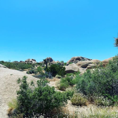 #joshuatree #rocksandminerals (at Jumbo Rocks Campground) https://www.instagram.com/p/CBtqPTyJ77L/?i