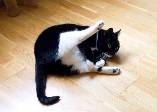 kittenskittenskittens: this is breakdancin kacka