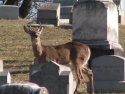 g63heavenonearth:Allegheny Cemetery 2617-17