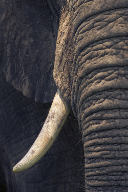 earthandanimals:  Tusk. Photo by Mario Moreno