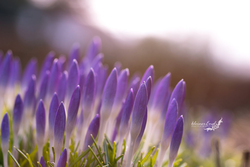 crocus buds by kleinerEngl 