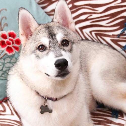 handsomedogs:  My babies River (left) and Shiro (right) Siberian husky and catahoula leopard dog mix :) their Instagram is a.little.husky