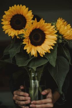 Sunflower Painting Aesthetic