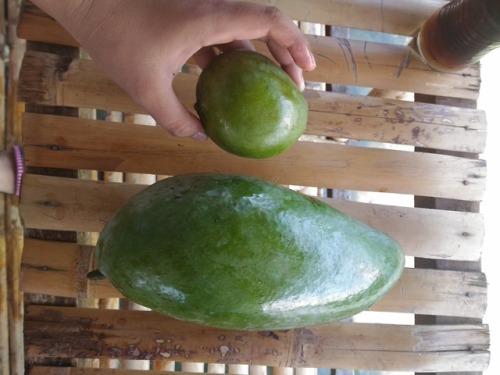 dar-draws:Hey kids, remember to love and eat your mangoes.