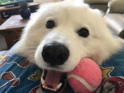 cloudthesamoyed:  happy gorl with No Ears