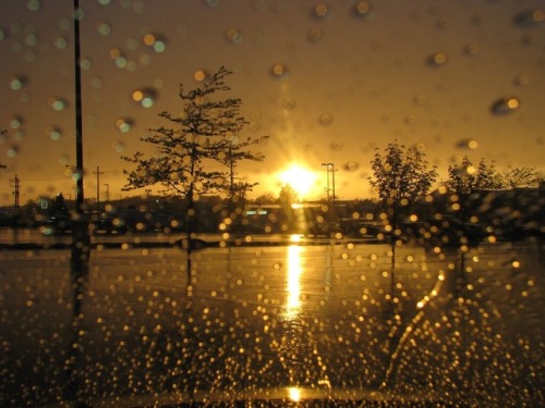 pluviobrew:Rain vs. Sun