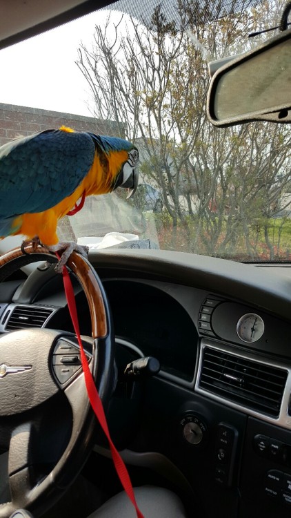 becausebirds:importantbirds:LET’S RIDEGOT THE Lisenses for ride FINAL Best Uber driver ever. FIVE ST