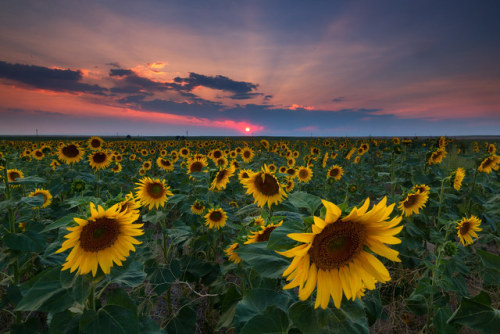 sharpdressedd0m: drxgonfly: Sunflower Sunset (by Ryan C Wright) @rope-bunnyxo