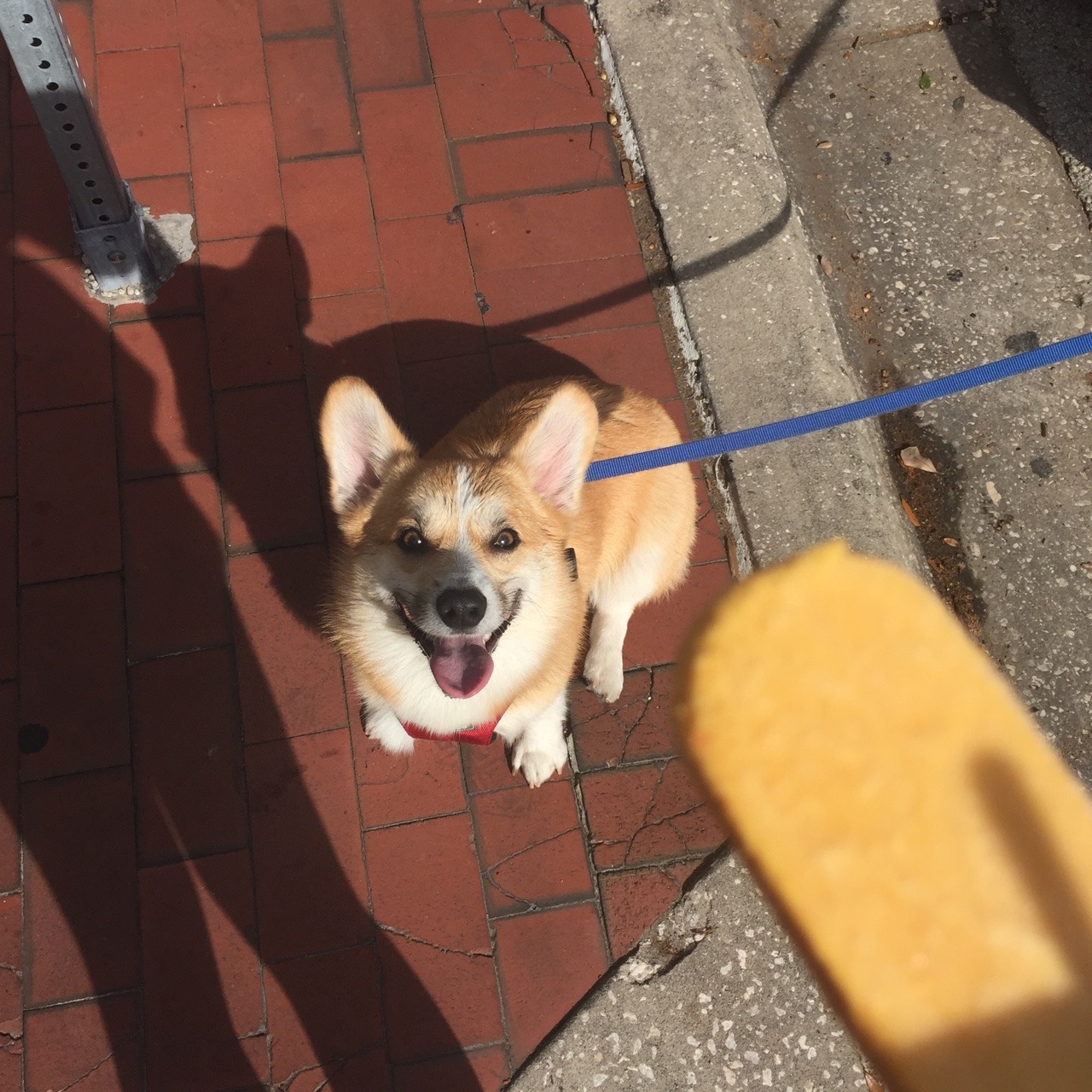 appleofmypi3213:  Mmmmm I love me some pupsicle