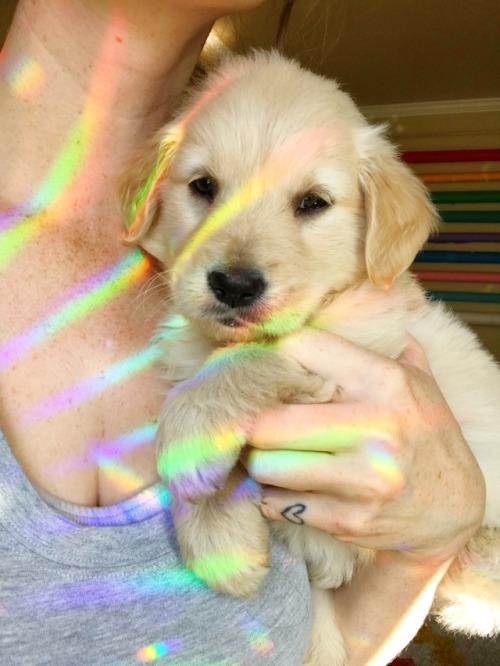 Meet our new lady pup, Oro!Living out that Lisa Frank fantasy world irl