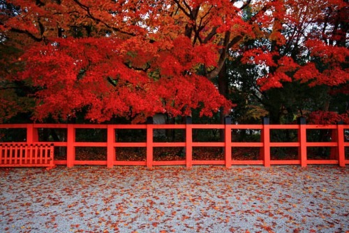 【京都府】上賀茂神社⛩️紅葉 . どうやら今日から12月のようですが、 もう少し紅葉続きます . （2021/11/28撮影） . #上賀茂神社 #上賀茂神社⛩️ #加茂別雷神社 #紅葉2021 #京