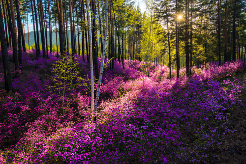 expressions-of-nature:by Sergey Bragin