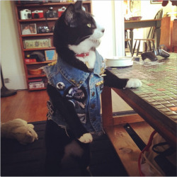 teallikethecolor:  livingdan-gerously:  Punk’s not dead; it’s got 9 lives.  I have never reblogged anything faster. I would make this my icon if I weren’t so dedicated to the teal. 