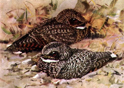 feathersandbeaks: &ldquo;The Common Poorwill (Phalaenoptilus nuttallii) is a nocturnal bird of the 