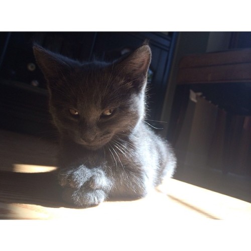 merlinbabe:  little-miss-hellion:  stunningpicture:  Took a pic of my cat like this, not sure if I should be worried …  Awh, looks like a Russian Blue! I had one named Smoky (unique, I know). He was the best cat anyone could ask for.  Hes beautiful