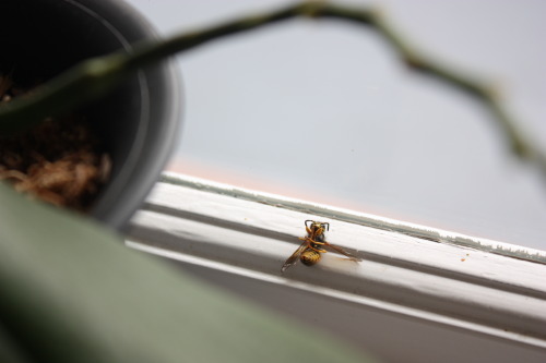 &ldquo;Still life with wasp I killed with a spatula&rdquo;.