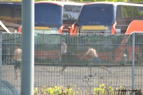 hannatomlinson:Zayn skateboarding outside the Koenig Pilsener Arena in Oberhausen, Germany 04/05/13